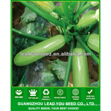 JSQ03 Jade verde híbrido squash sementes, squash sementes f1 para o plantio de sementes